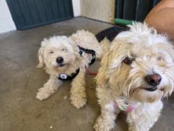 Found/Stray Female Dog last seen Garden Grove and newhope, Garden Grove, CA 92843