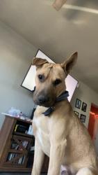 Lost Male Dog last seen Sinclair gas station on Main Street , Shawnee, OK 74801