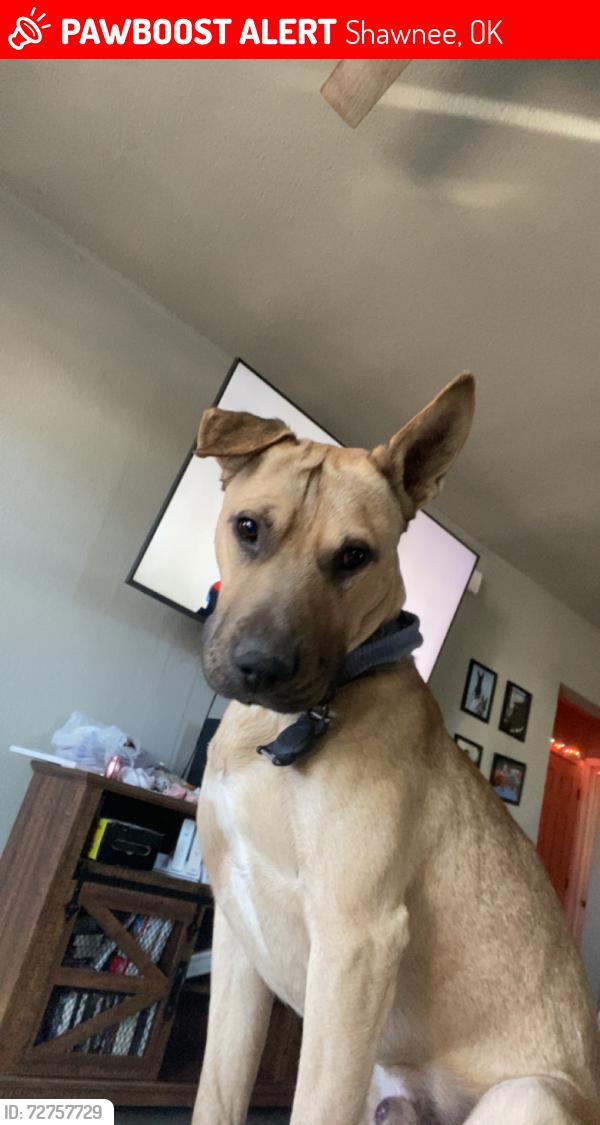 Lost Male Dog last seen Sinclair gas station on Main Street , Shawnee, OK 74801