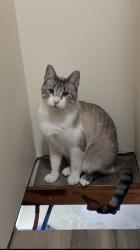 Lost Male Cat last seen Morrison courthouse, Morrison, IL 61270