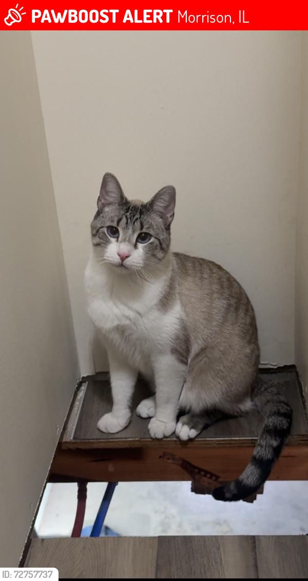Lost Male Cat last seen Morrison courthouse, Morrison, IL 61270