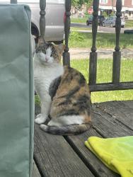 Lost Female Cat last seen Ashland Ave/Beech Ave (Near Guy's Deli), Delaware County, PA 19036