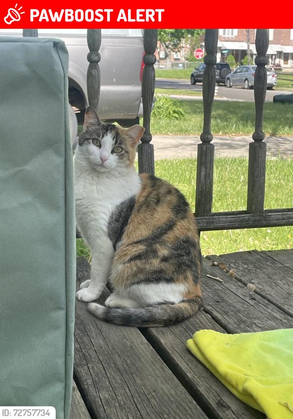 Lost Female Cat last seen Ashland Ave/Beech Ave (Near Guy's Deli), Delaware County, PA 19036