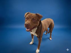 Shelter Stray Male Dog last seen , Los Angeles, CA 90047