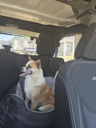 Found/Stray Male Dog last seen Foster Rd., Wellford, SC 29377