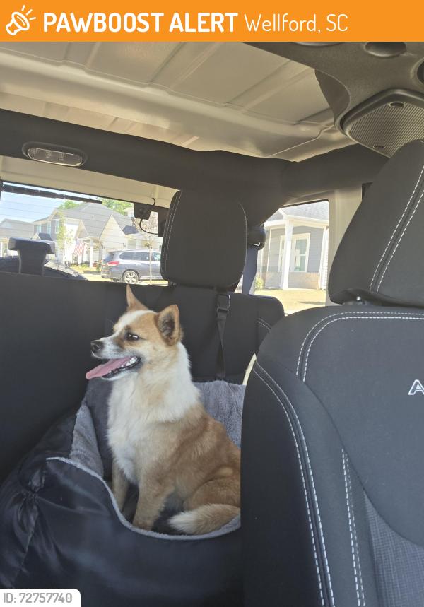 Found/Stray Male Dog last seen Foster Rd., Wellford, SC 29377