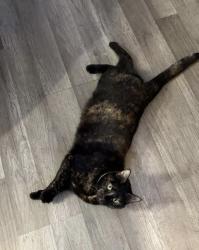 Lost Female Cat last seen East Edgewater, Portage, WI 53901
