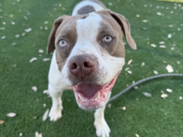 Shelter Stray Female Dog last seen , Los Angeles, CA 90031