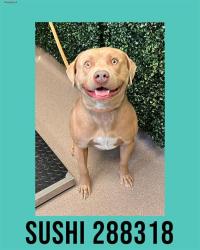 Shelter Stray Male Dog last seen INGLESIDE AVE, Macon, GA 31216