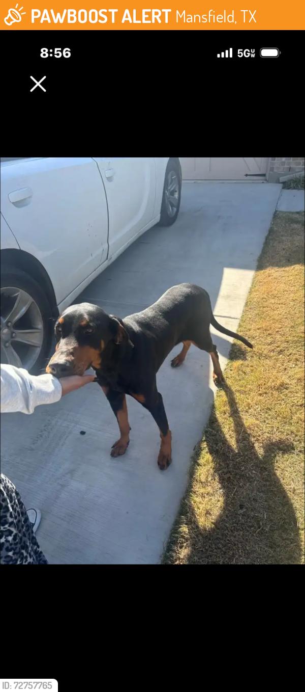 Found/Stray Male Dog last seen Retta rd & Washington , Mansfield, TX 76063
