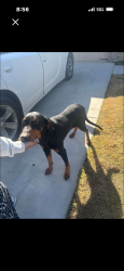 Found/Stray Male Dog last seen Retta rd & Washington , Mansfield, TX 76063