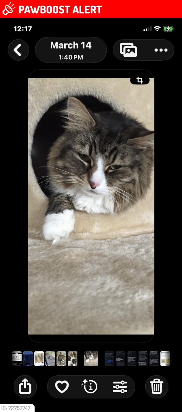Lost Male Cat last seen County Rd 314 and McLintock Rd, Williamson County, TX 76537