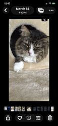 Lost Male Cat last seen County Rd 314 and McLintock Rd, Williamson County, TX 76537