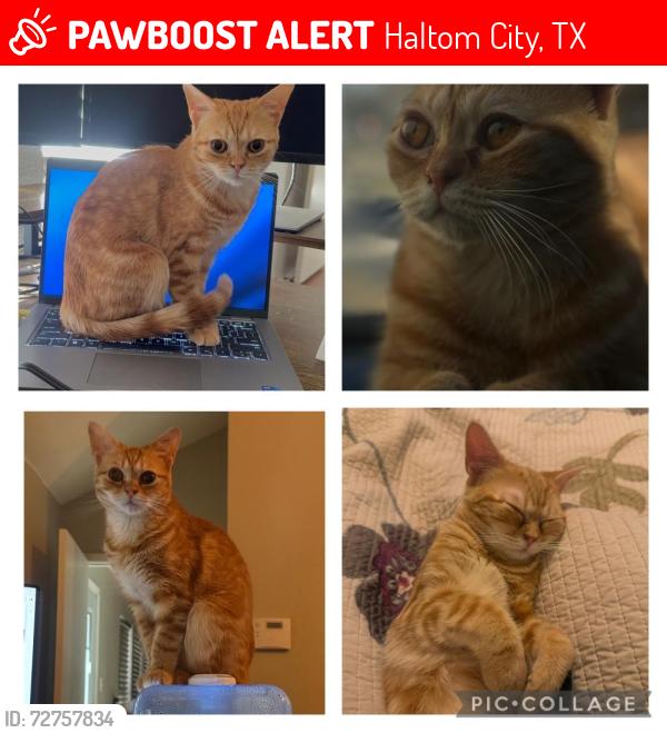 Lost Female Cat last seen Near haltom road and high pointe dr , Haltom City, TX 76137