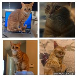 Lost Female Cat last seen Near haltom road and high pointe dr , Haltom City, TX 76137