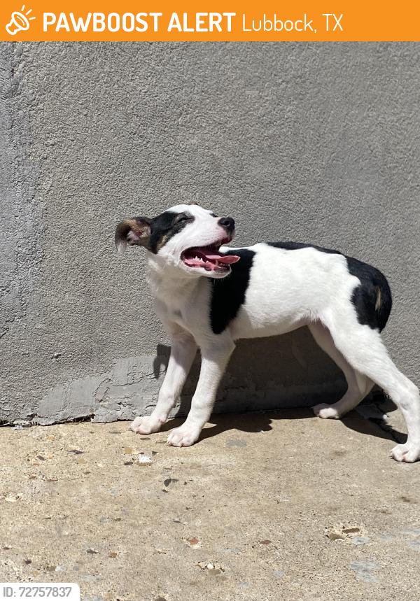 Found/Stray Female Dog last seen Premiere Cinemas , Lubbock, TX 79414