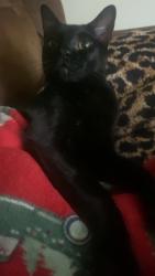 Lost Male Cat last seen Sw 35th street, Moore, OK 73160
