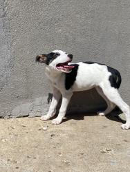 Found/Stray Female Dog last seen Premiere Cinemas , Lubbock, TX 79414