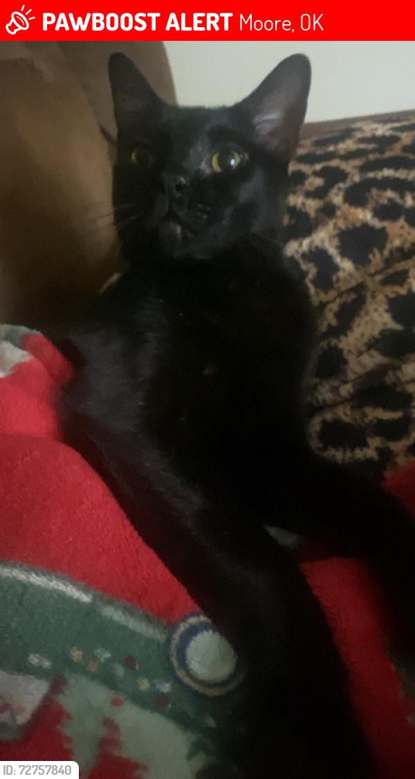 Lost Male Cat last seen Sw 35th street, Moore, OK 73160