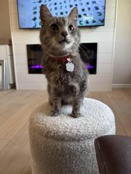 Lost Male Cat last seen Front yard of residence , South Lebanon, OH 45065