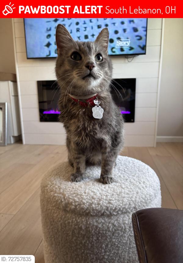 Lost Male Cat last seen Front yard of residence , South Lebanon, OH 45065