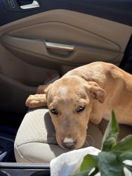Found/Stray Unknown Dog last seen Middle valley rd , Chattanooga, TN 37343