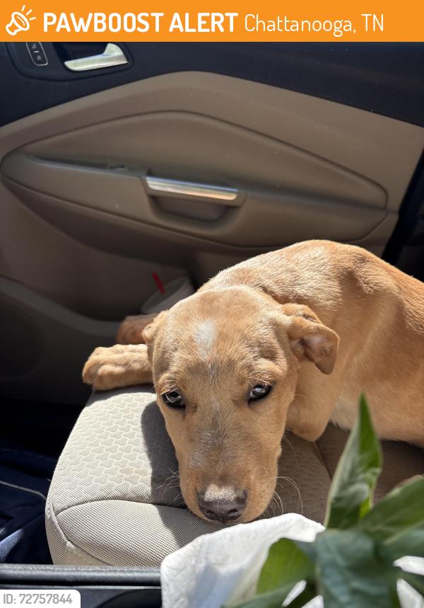 Found/Stray Unknown Dog last seen Middle valley rd , Chattanooga, TN 37343