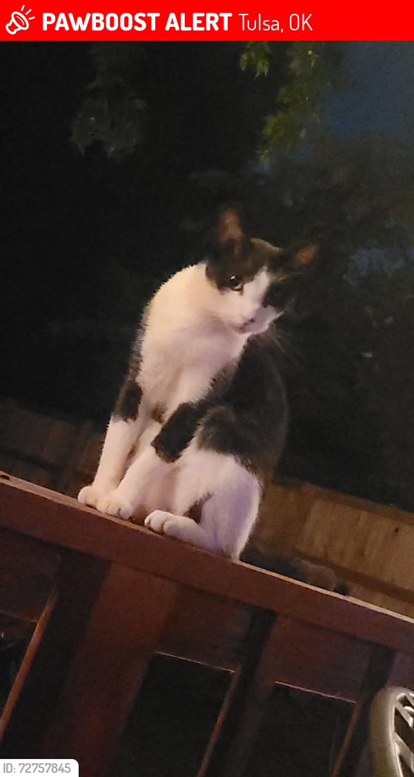 Lost Male Cat last seen Fairgrounds, Tulsa, OK 74112