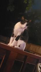 Lost Male Cat last seen Fairgrounds, Tulsa, OK 74112