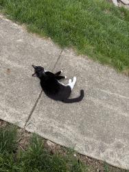 Found/Stray Unknown Cat last seen Stillmeadow and Bennett , Cincinnati, OH 45245