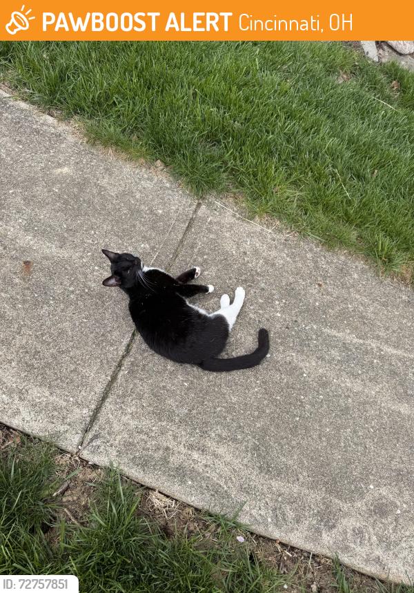 Found/Stray Unknown Cat last seen Stillmeadow and Bennett , Cincinnati, OH 45245