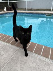 Lost Female Cat last seen Horizon Drive / Wesbitt / Blackburn / Bishop , Spring Hill, FL 34608