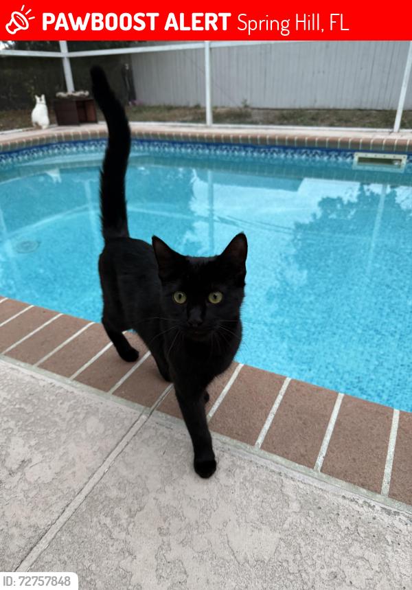 Lost Female Cat last seen Horizon Drive / Wesbitt / Blackburn / Bishop , Spring Hill, FL 34608