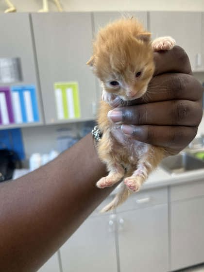 Shelter Stray Male Cat last seen Craven Rd 38002, Arlington, TN, Bartlett, TN 38134