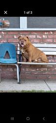 Found/Stray Male Dog last seen Robles, San Bernardino, CA 92376