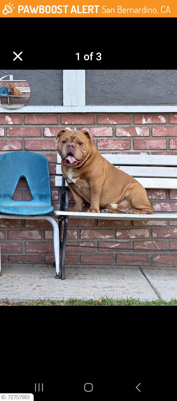 Found/Stray Male Dog last seen Robles, San Bernardino, CA 92376