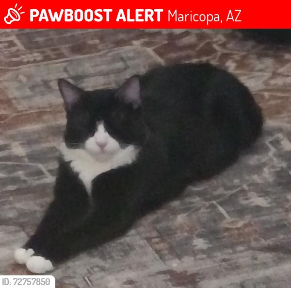 Lost Male Cat last seen Smith- Enke & Porter, Maricopa, AZ 85138