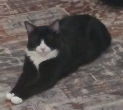 Lost Male Cat last seen Smith- Enke & Porter, Maricopa, AZ 85138