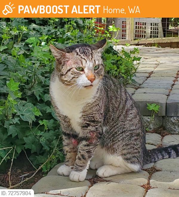 Found/Stray Male Cat last seen Near Tiedman Rd and 10th , Home, WA 98349