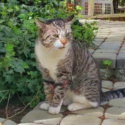 Found/Stray Male Cat last seen Near Tiedman Rd and 10th , Home, WA 98349