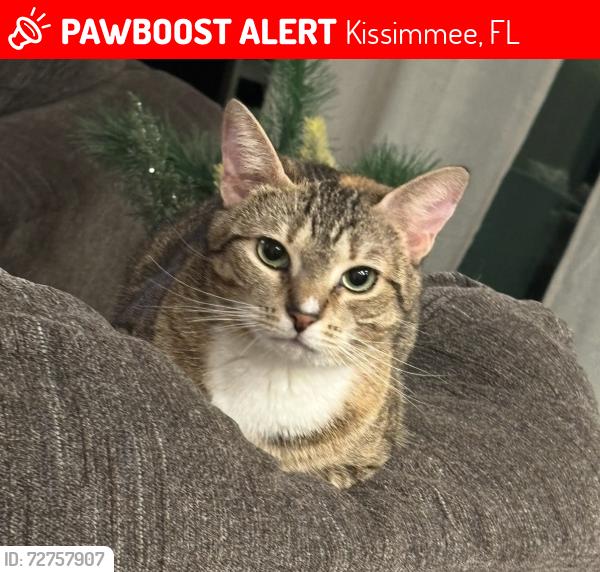 Lost Female Cat last seen Simmon, Kissimmee, FL 34744