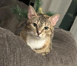 Lost Female Cat last seen Simmon, Kissimmee, FL 34744