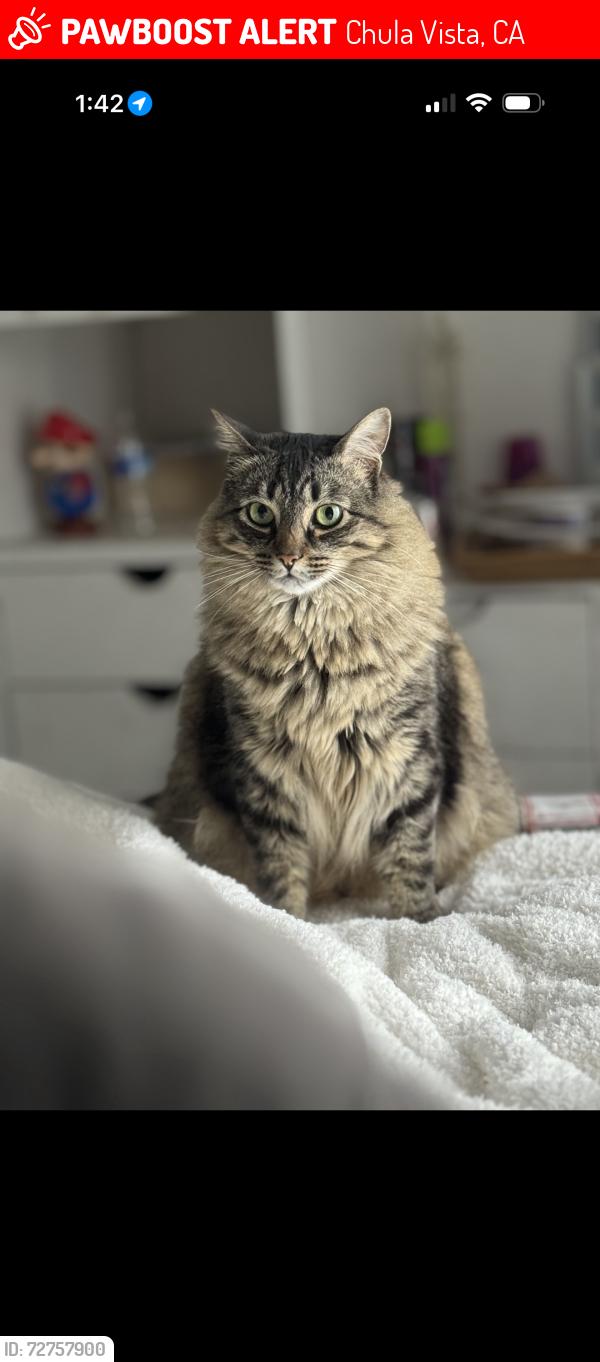 Lost Male Cat last seen Palomar street , Chula Vista, CA 91911