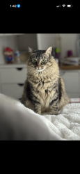 Lost Male Cat last seen Palomar street , Chula Vista, CA 91911