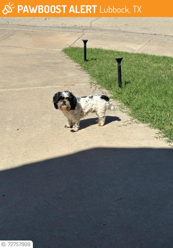 Found/Stray Male Dog last seen Southwest Frankford , Lubbock, TX 79424