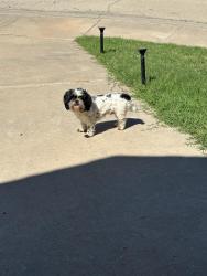 Found/Stray Male Dog last seen Southwest Frankford , Lubbock, TX 79424
