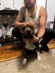 Lost Male Dog last seen Near Barnes rd midde North Carolina , Middlesex, NC 27557
