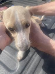 Found/Stray Male Dog last seen Near Paw Paw Springs, Arrington, TN 37014