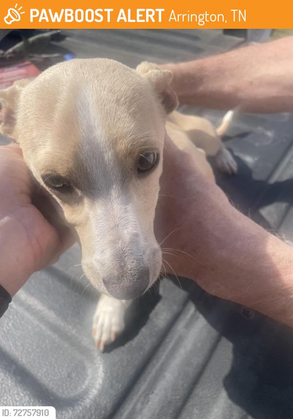 Found/Stray Male Dog last seen Near Paw Paw Springs, Arrington, TN 37014