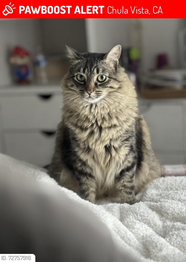 Lost Male Cat last seen Palomar street , Chula Vista, CA 91911